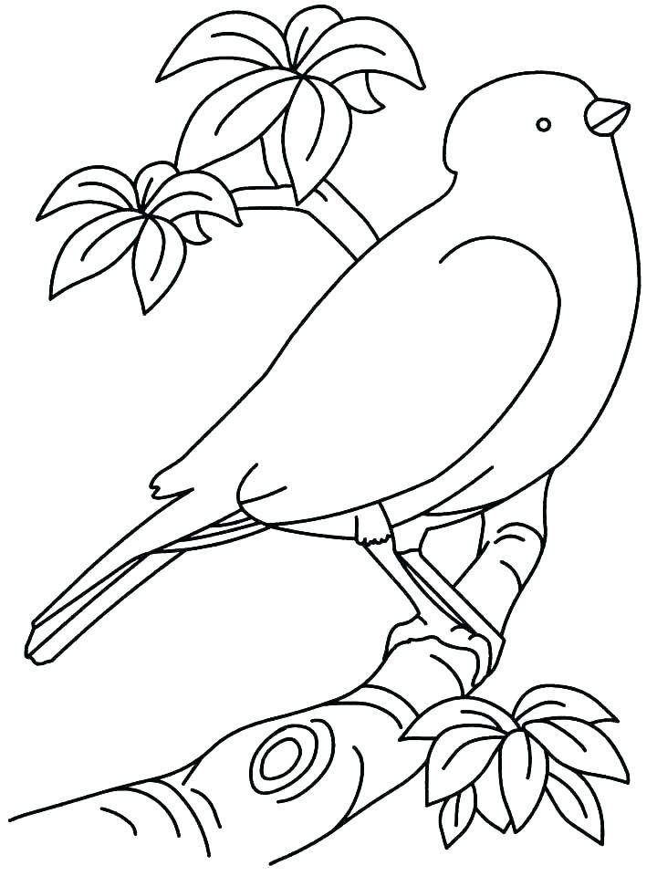720x960 Bird Coloring Pages