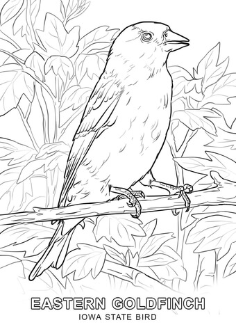 340x480 Iowa State Bird Coloring Page Iowa State Bird Coloring Page Free