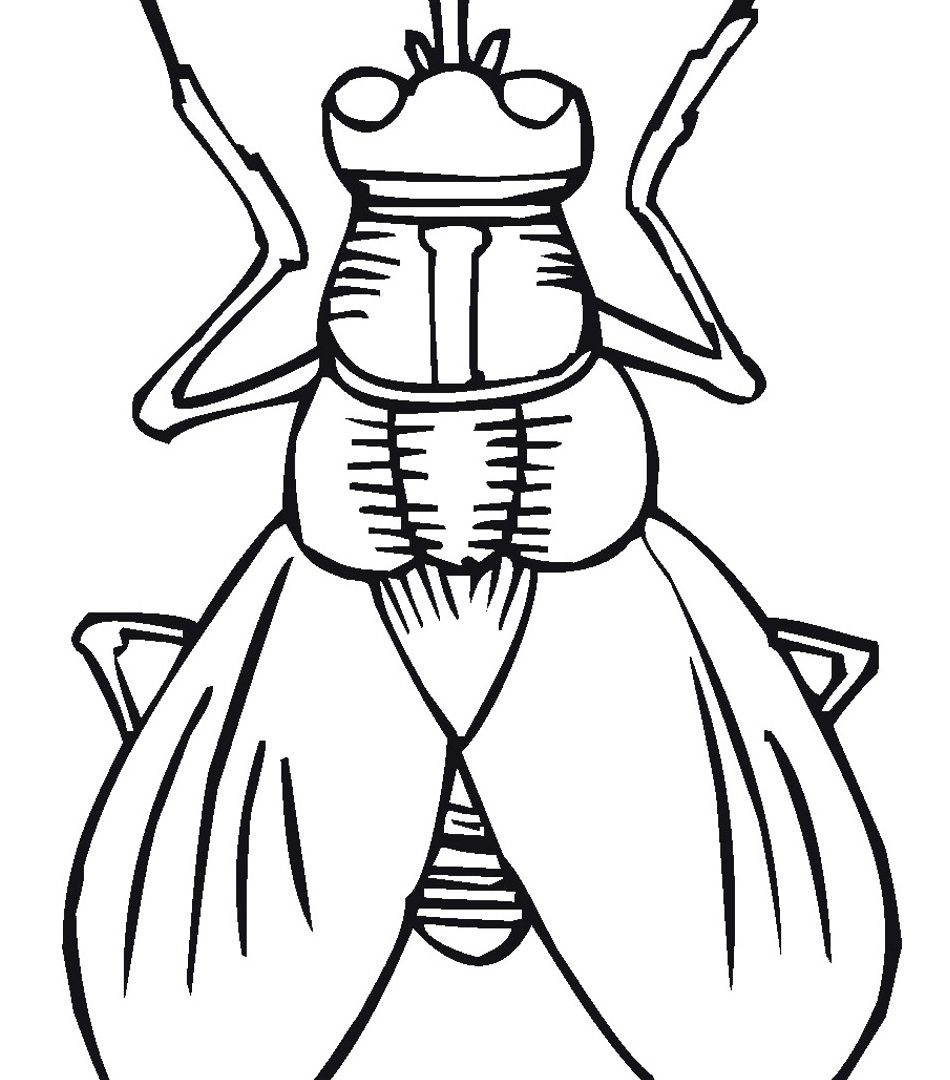 Insect Coloring Pages Formidable Potato Bug For Free Printable 950x1080 Insect Coloring Pages Formidable Potato Bug For Free Printable