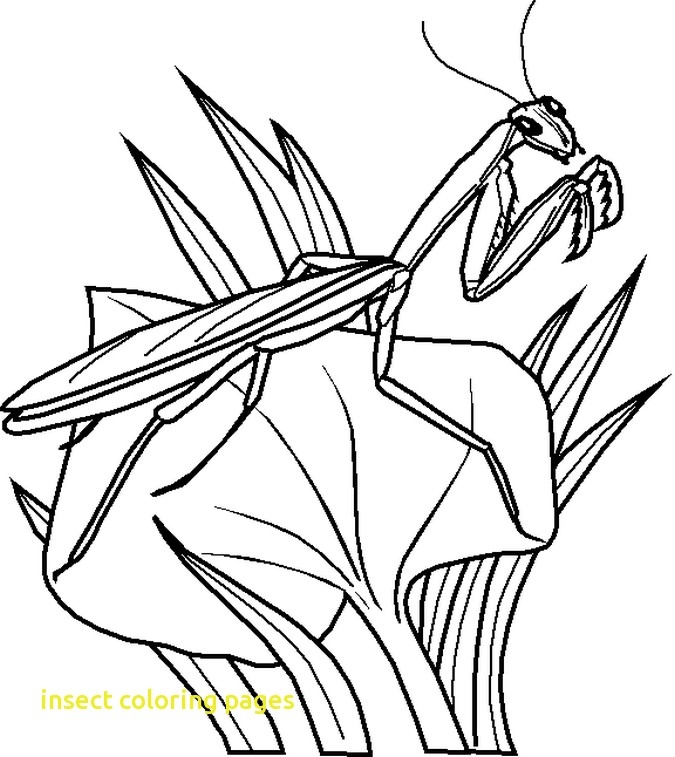 Printable Bug Coloring Pages Insect Coloring Pages With Free 675x757 Printable Bug Coloring Pages Insect Coloring Pages With Free