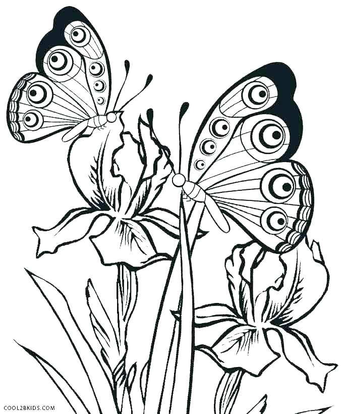 Coloring Pages Butterfly Butterfly Coloring Sheets On Related 678x820 Coloring Pages Butterfly Butterfly Coloring Sheets On Related