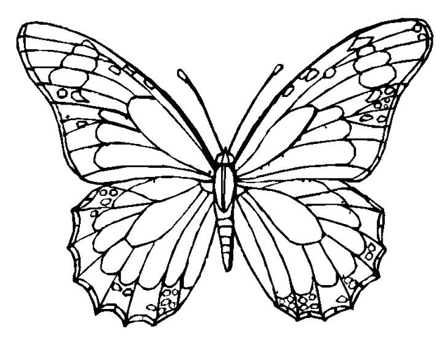 Printable Butterfly Coloring Page 638x490 Printable Butterfly Coloring Page