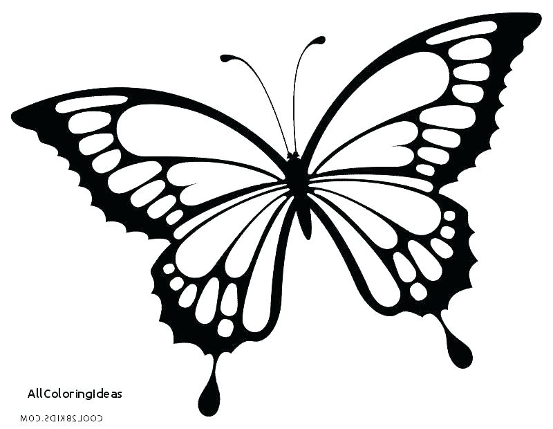 Butterfly Coloring Pages For Adults Printable Butterflies Coloring 800x620 Butterfly Coloring Pages For Adults Printable Butterflies Coloring