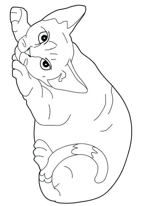 Coloring Pages Cat Cat Color Pages Printable Cats Coloring Pages 540x720 Coloring Pages Cat Cat Color Pages Printable Cats Coloring Pages