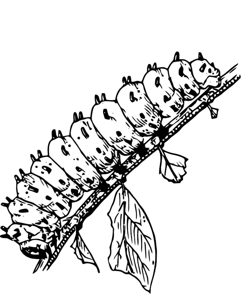 850x1080 Unusualrpillar Coloring Pages Free Printable Big Hungry Cartoon