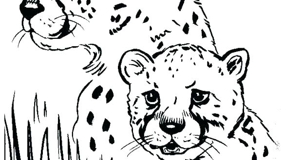 585x329 Cheetah Coloring Page Cheetah Coloring Page Cheetah Coloring Pages