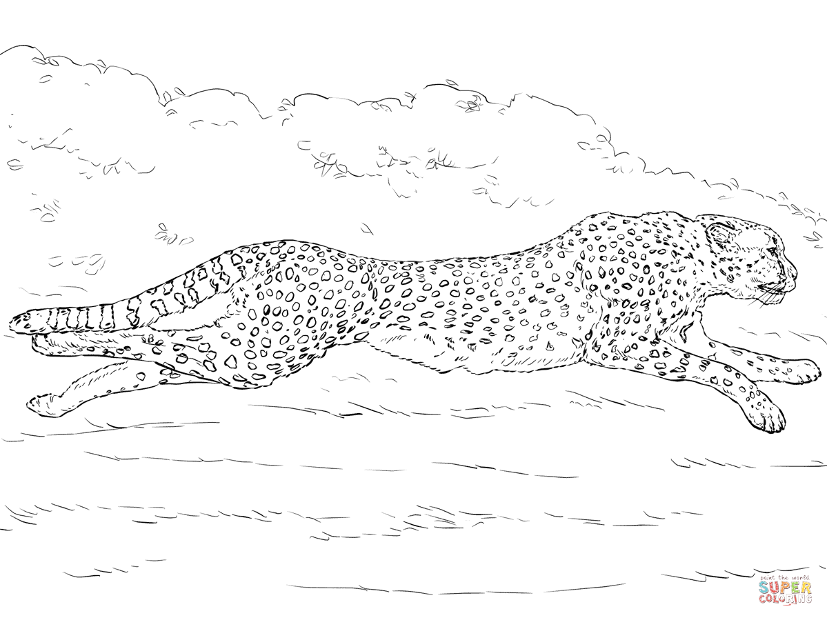 1199x899 Cheetah Coloring Pages 5a2b5d6b894ba Page