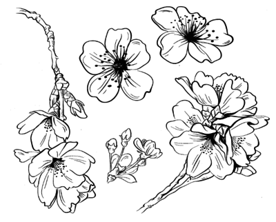 Colorama Coloring Books Pencils Pages 400x322 Colorama Coloring Books Pencils Pages