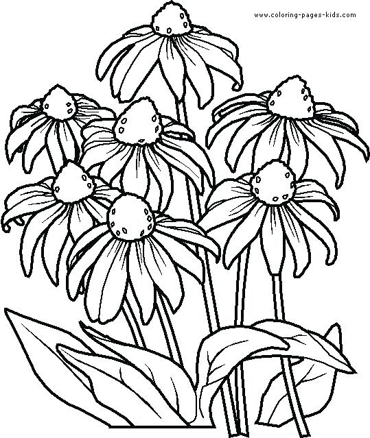 Coloring Pages Flowers And Butterflies Also Printable Coloring 539x639 Coloring Pages Flowers And Butterflies Also Printable Coloring