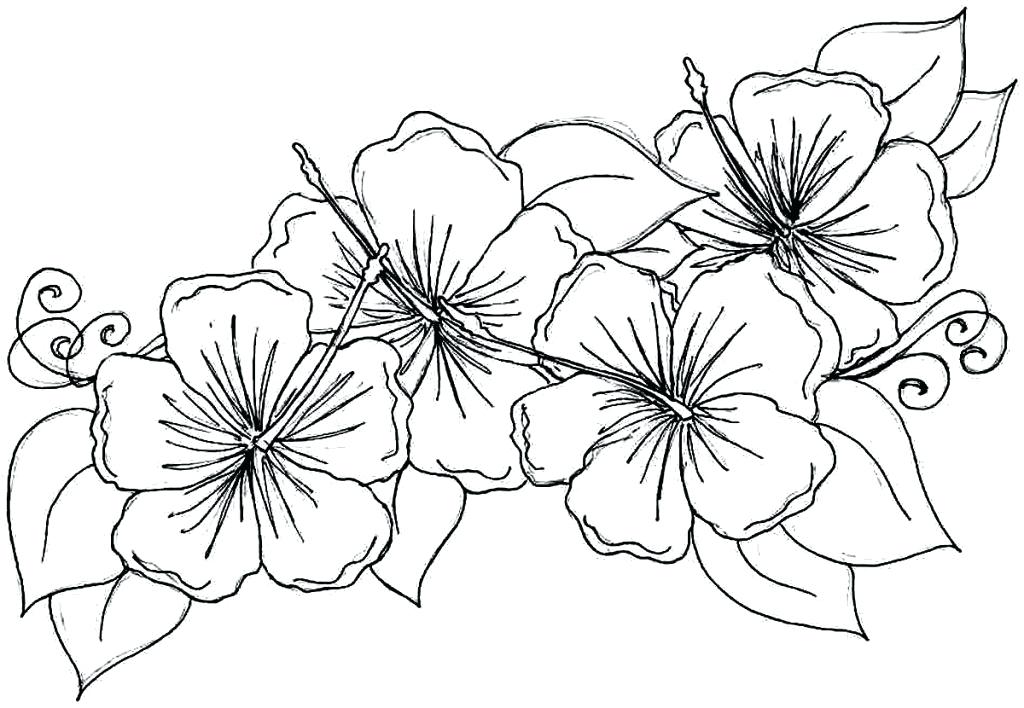 1024x708 Free Printable Coloring Pages Flowers Flower Print Out Coloring