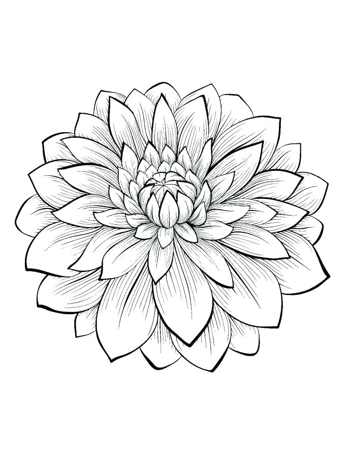 687x887 Coloring Pages Flowers Printable
