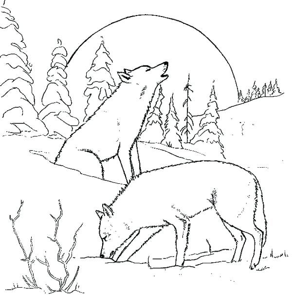 600x605 Wolf Coloring Pages To Print Coloring Pages Wolves Wolf Color