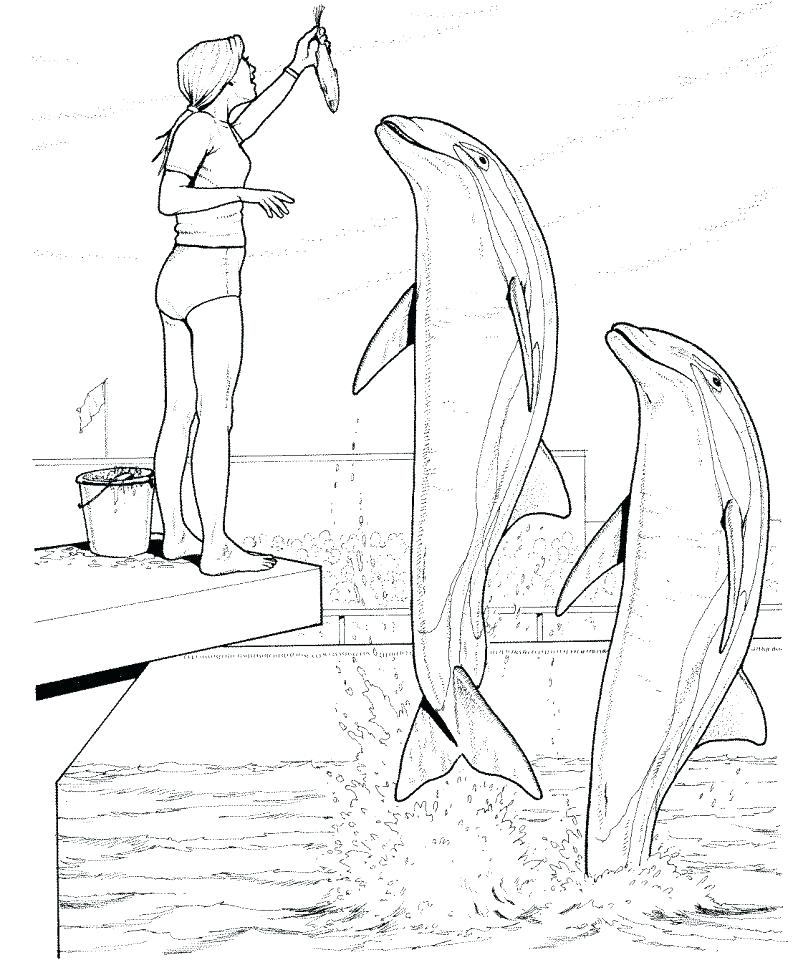 798x960 Printable Dolphin Coloring Pages Also Scarce Printable Dolphin