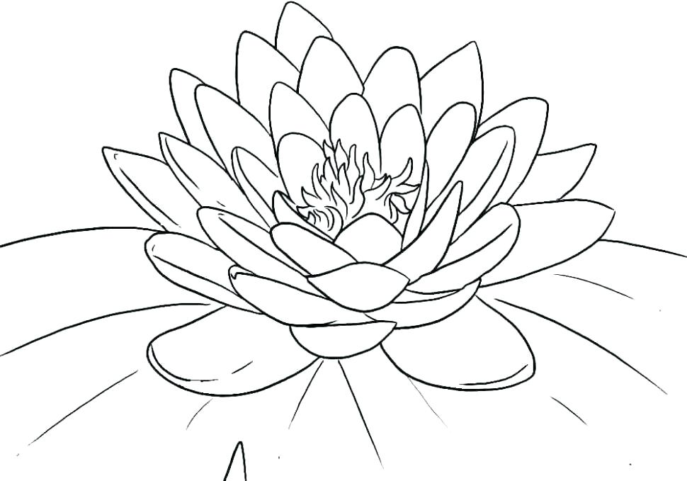 Free Printable Flower Coloring Pages For Adults 970x679 Free Printable Flower Coloring Pages For Adults