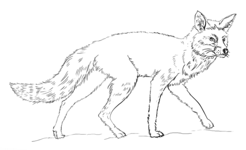 Fox Colouring Page Realistic Red Fox Coloring Page Free Printable 480x292 Fox Colouring Page Realistic Red Fox Coloring Page Free Printable