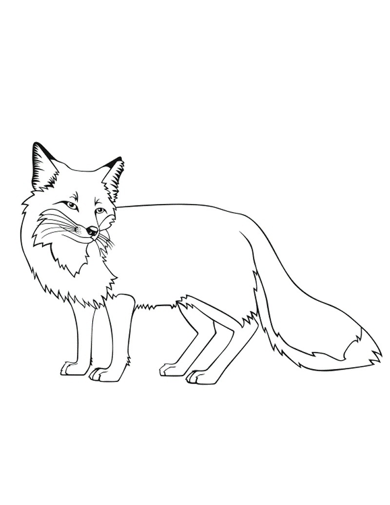 Free Printable Fox Coloring Pages For Kids 800x1035 Free Printable Fox Coloring Pages For Kids