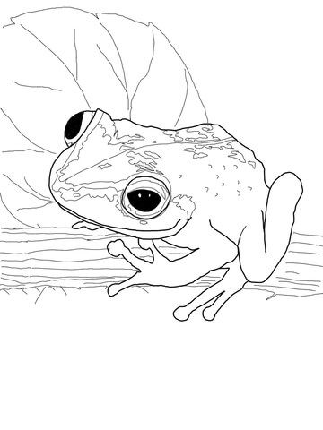 360x480 Coqui Frog Coloring Page From Frogs Category. Select From 29134