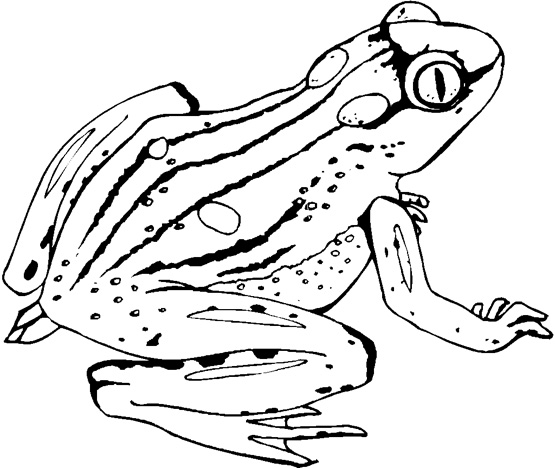 555x468 Launching Pictures Of Frogs To Color Free Printable Frog Coloring