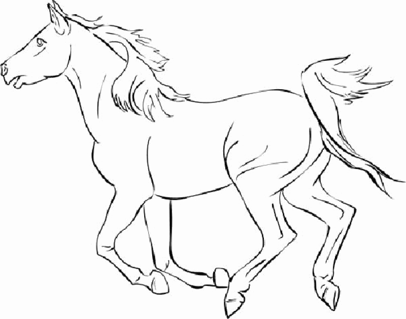 Mustang Horse Coloring Pages Printable 800x629 Mustang Horse Coloring Pages Printable