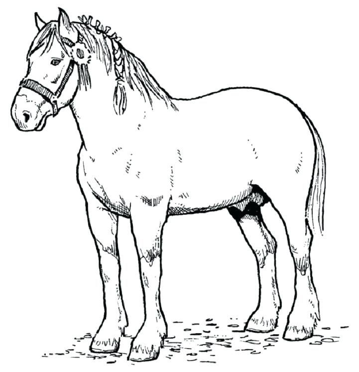 Horse Printable Coloring Pages 721x747 Horse Printable Coloring Pages