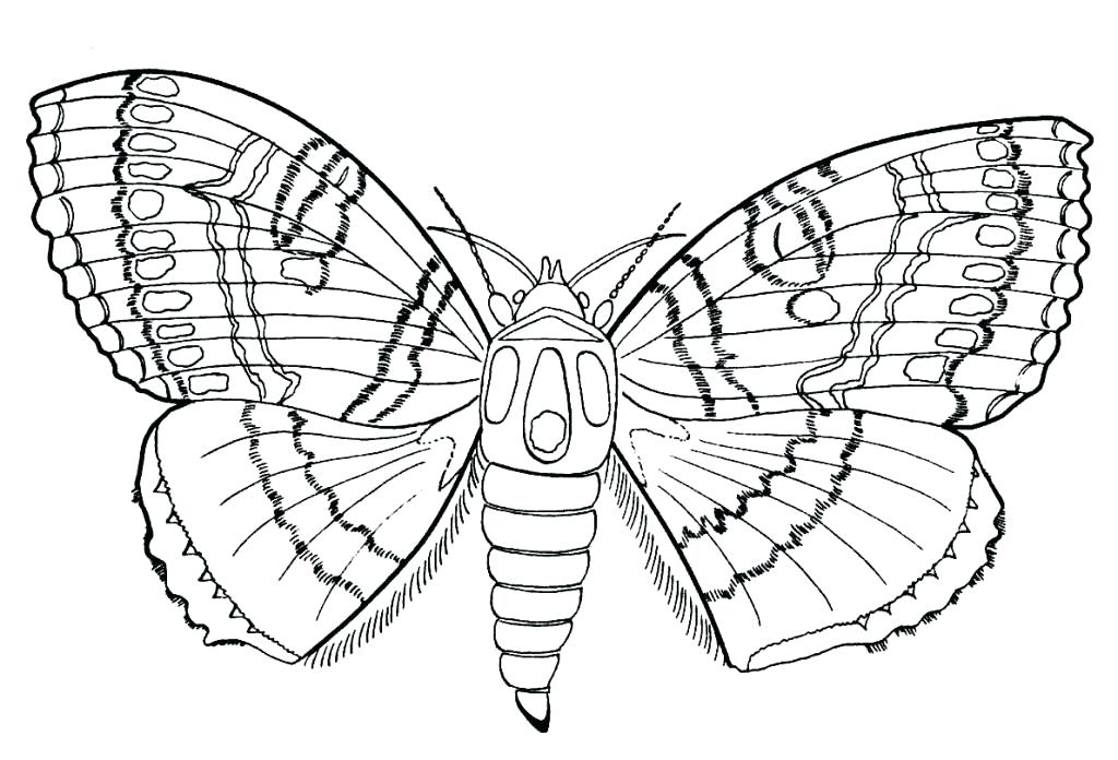 1024x696 Free Printable Insect Worksheets For 2nd Grade Kids Coloring Bugs