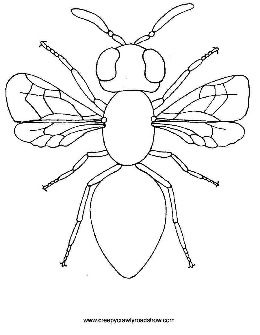 900x1160 Printable Insect Coloring Pages