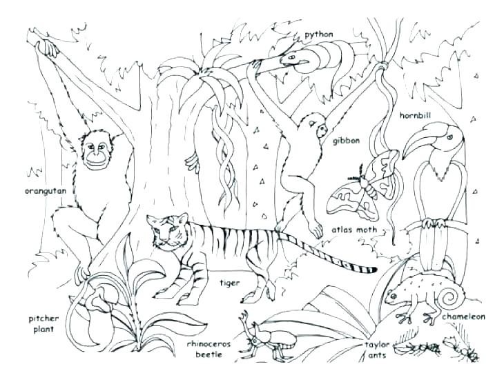 730x554 Coloring Pages Of Animals