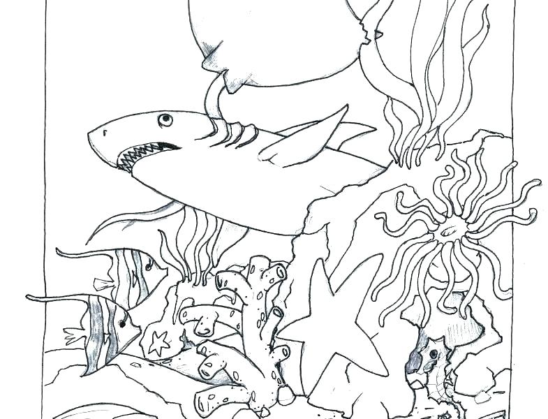 785x600 Ocean Coloring Page Free Ocean Coloring Pages Ocean Animal