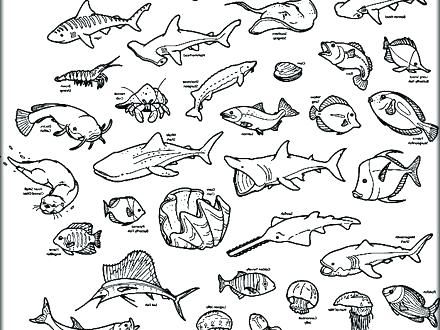 440x330 Ocean Creatures Coloring Pages Ocean Creatures Coloring Pages