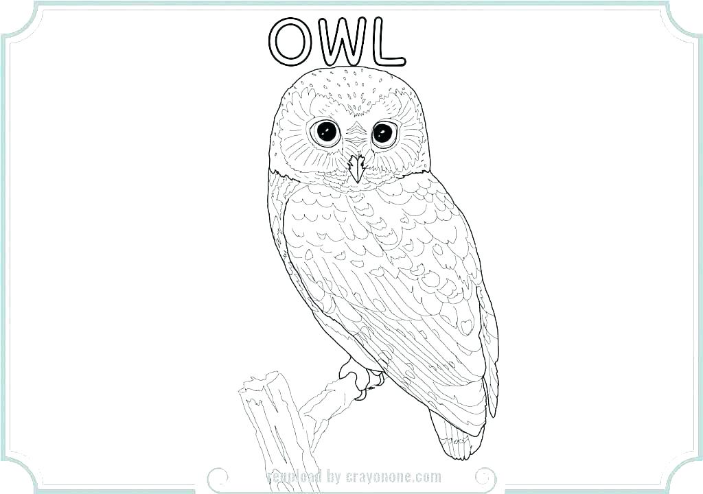 1024x720 Cartoon Owl Coloring Pages At Owl Coloring Pages Printable Cartoon