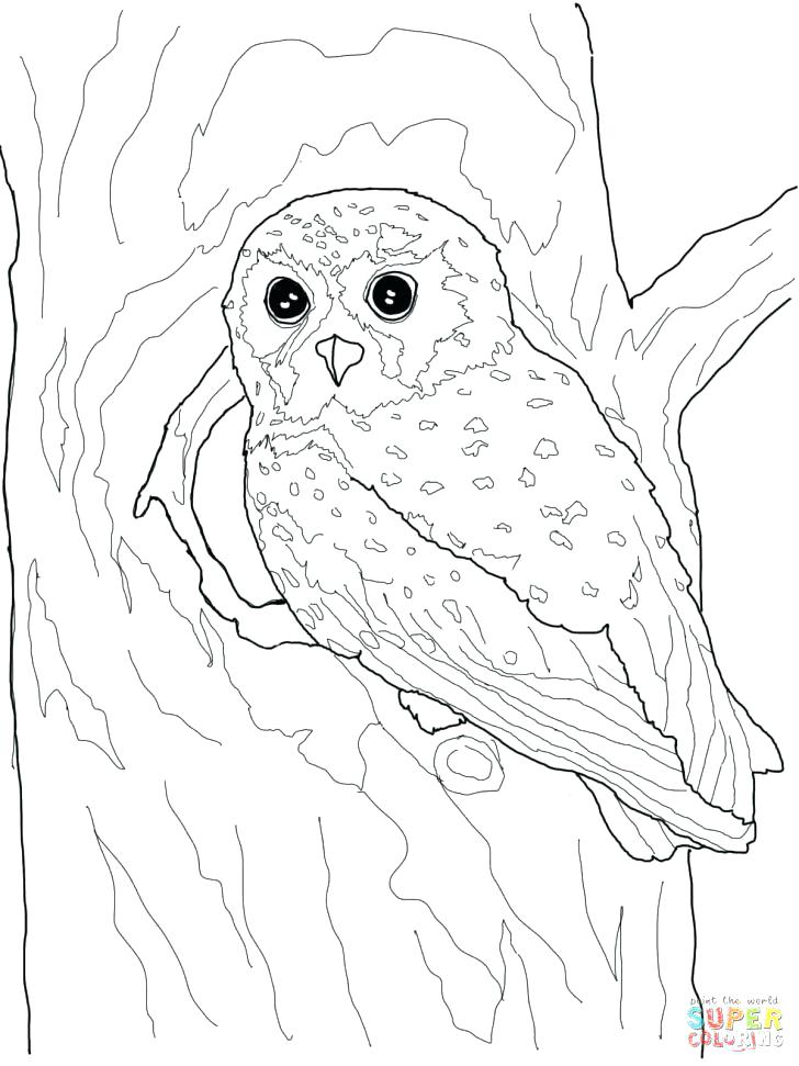 Free Owl Coloring Pages Owl Coloring Page Medium Size Of Cute Owl 728x971 Free Owl Coloring Pages Owl Coloring Page Medium Size Of Cute Owl