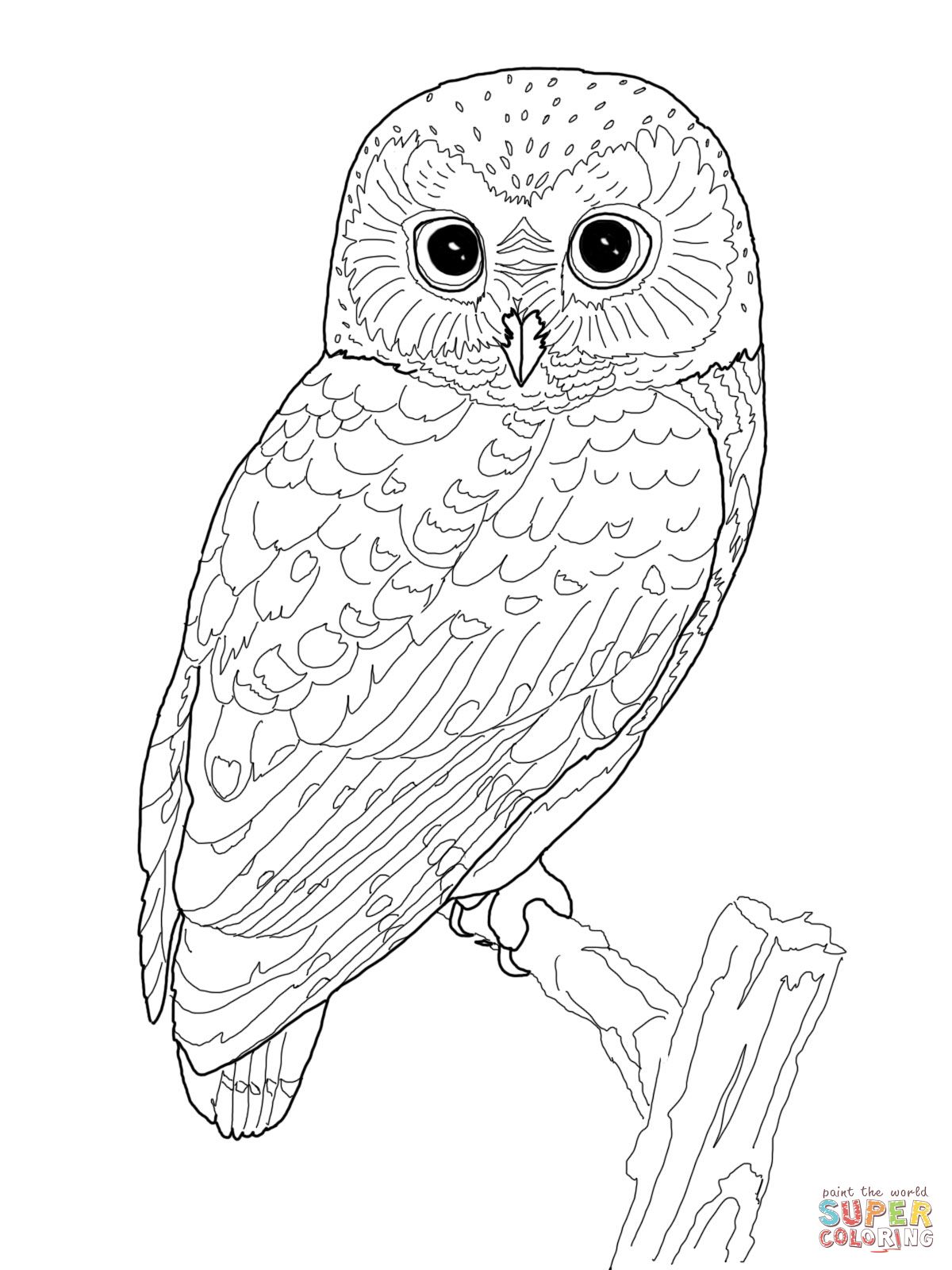 Northern Spotted Owl Coloring Page Free Printable Coloring Pages 1200x1600 Northern Spotted Owl Coloring Page Free Printable Coloring Pages