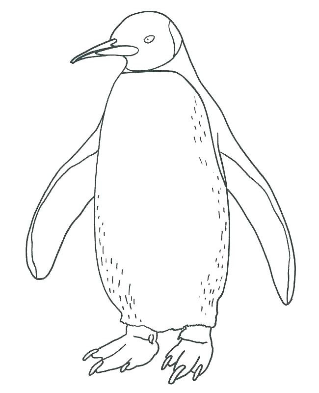 Amazing Penguins Coloring Pages Printable Penguin Coloring Pages 650x800 Amazing Penguins Coloring Pages Printable Penguin Coloring Pages