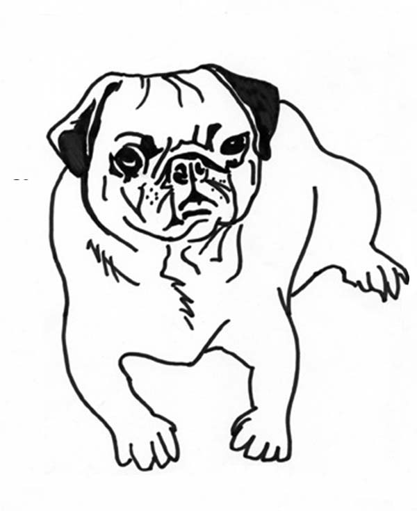 Pug Coloring Pages 600x735 Pug Coloring Pages