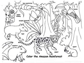 320x240 Printable Rainforest Coloring Pages Amazon Rainforest Animals