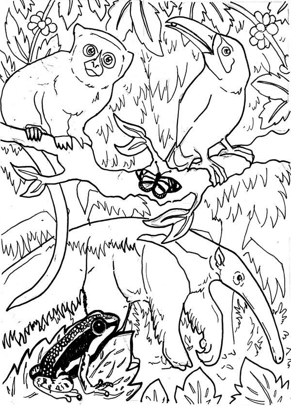 600x837 Bright Idea Amazon Rainforest Coloring Pages Animals Printable