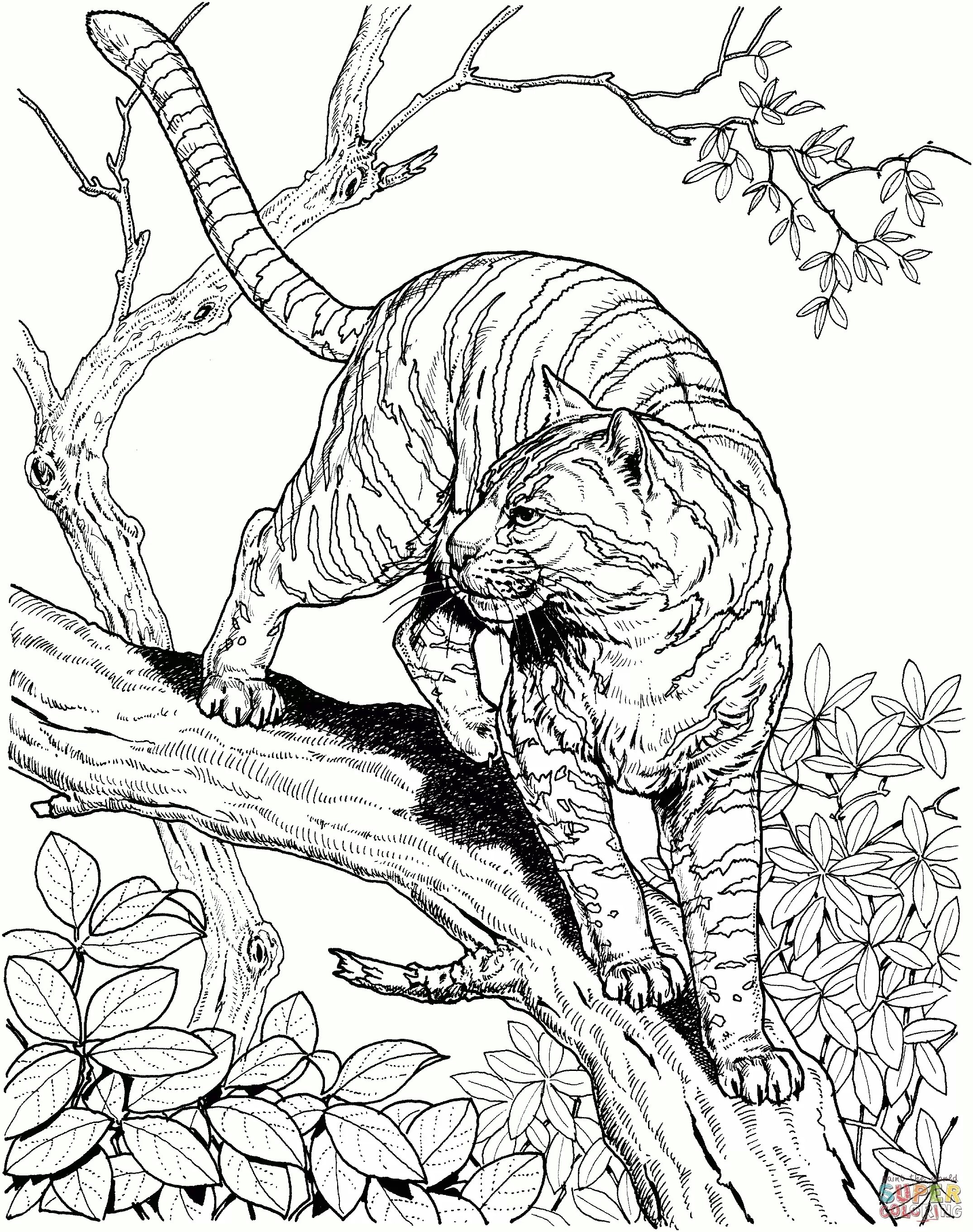 2150x2723 Rainforest Coloring Pages To Print Inspiration Rainforest Coloring