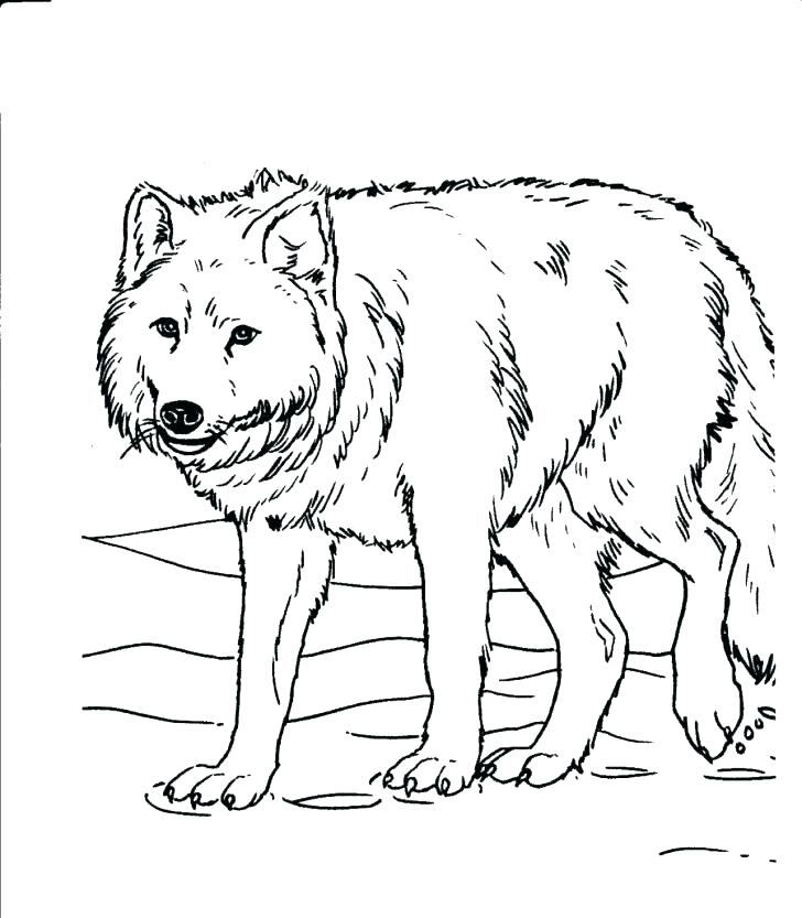 728x833 Forest Animal Coloring Pages For Adults Printable Coloring