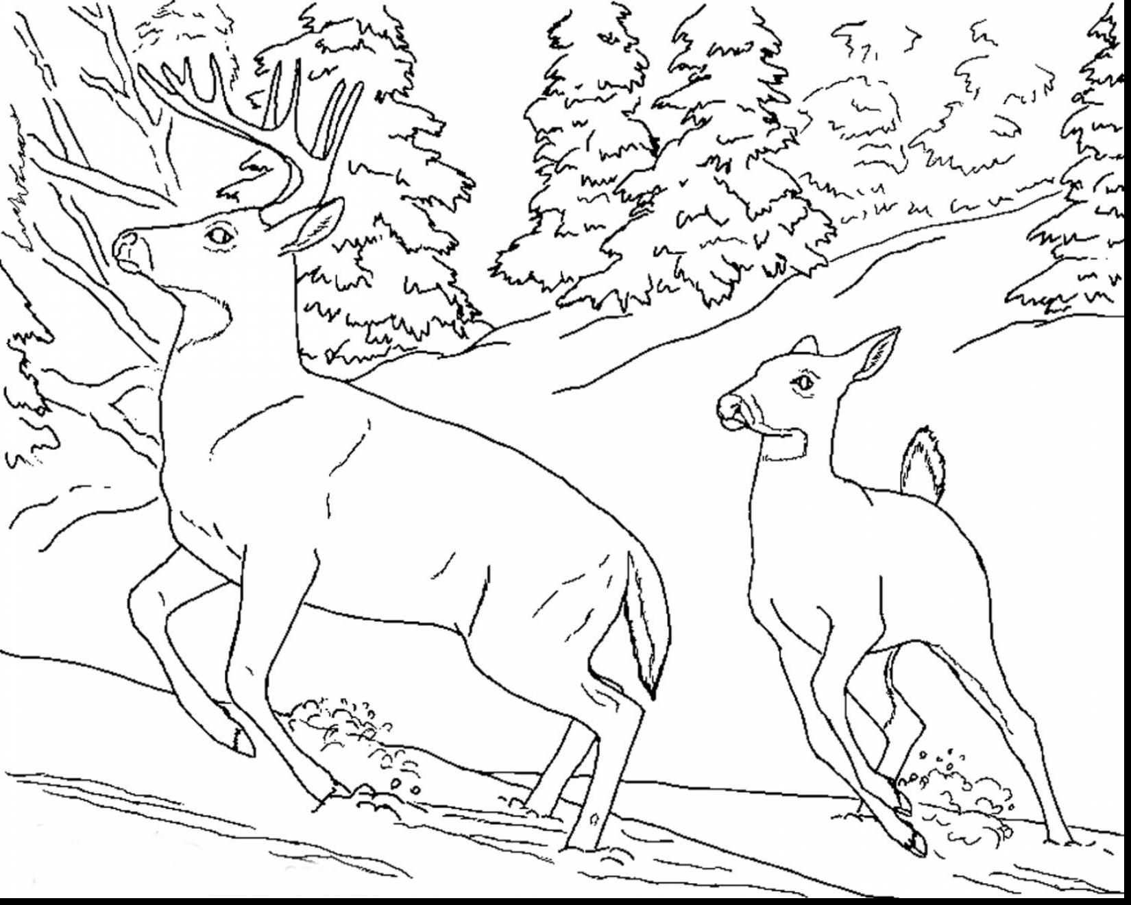 1650x1320 Immediately Realistic Animal Coloring Pages Safari Animals