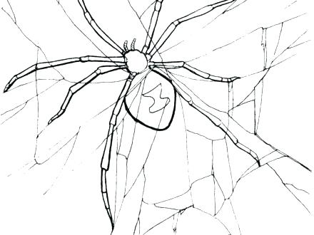 440x330 Tarantula Coloring Page B Spider Coloring Page Free Printable