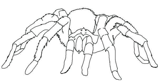 600x308 W Spider Coloring Page Free Printable Animals Black Window Pages