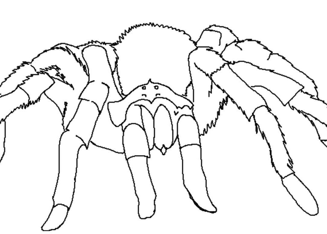 1080x771 Good Spider Coloring Page Look Real For Kids Animals Free