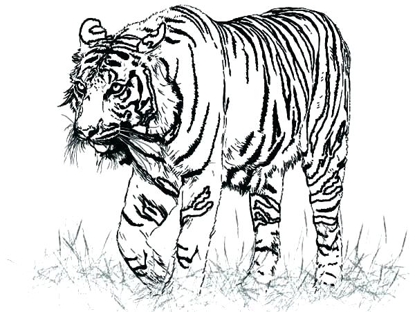 600x451 Baby Tiger Coloring Pages Printable Tiger Coloring Pages Tigers