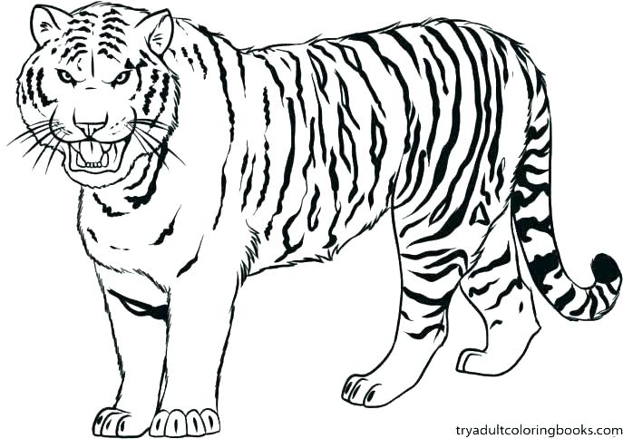 Printable Tiger Coloring Pages at GetColorings.com | Free printable ...