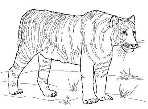 480x354 Bengal Coloring Pages Bengal Tiger Coloring Page Free Printable