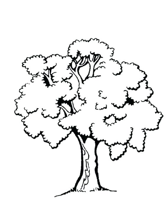 562x686 Tree Coloring Pages Free Printable Tree Coloring Pages Free