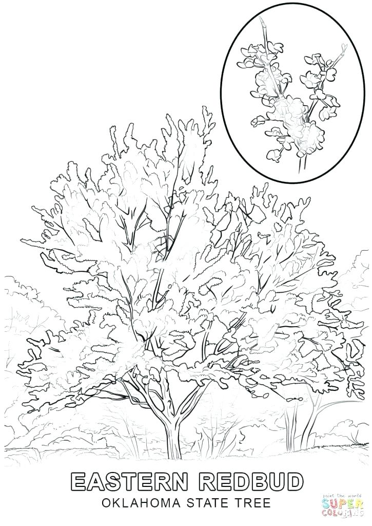 725x1024 Tree Pictures To Color