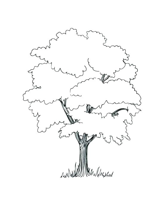 550x711 Coloring Page Tree Free Printable Tree Coloring Pages Related