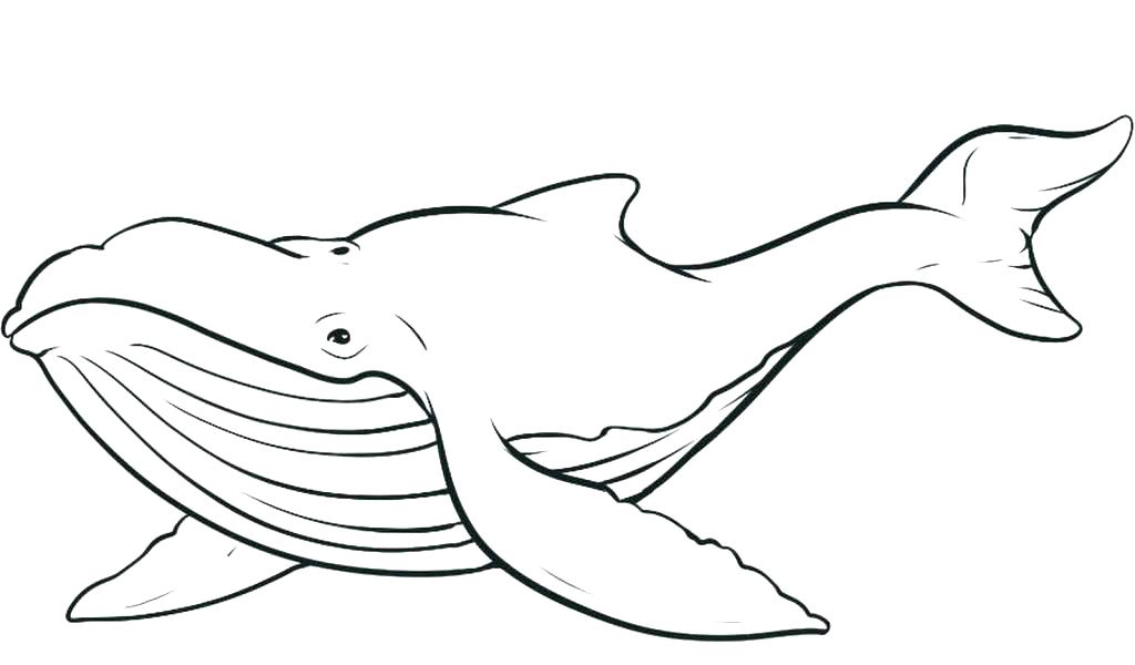 Orca Whale Coloring Pages Whale Color Page Humpback Whale Color 1024x600 Orca Whale Coloring Pages Whale Color Page Humpback Whale Color