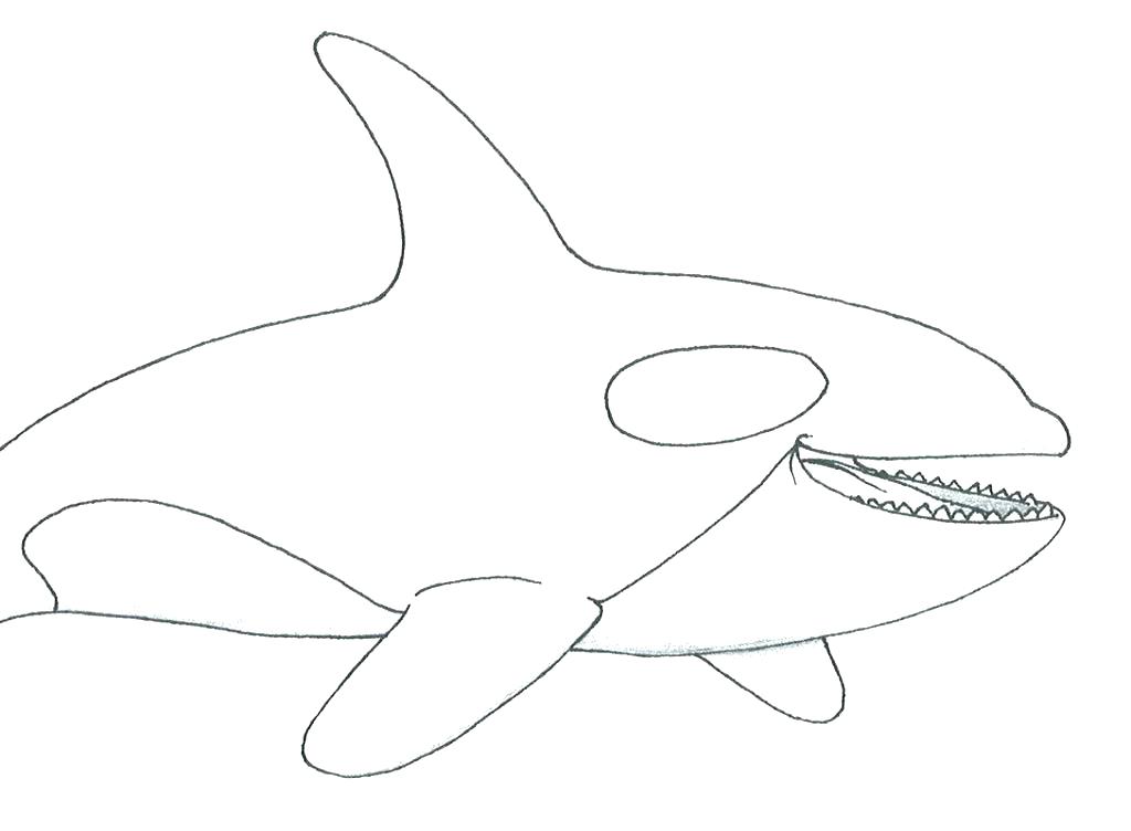 Orca Whale Coloring Pages Whale Coloring Pages Printable Whale 1024x752 Orca Whale Coloring Pages Whale Coloring Pages Printable Whale
